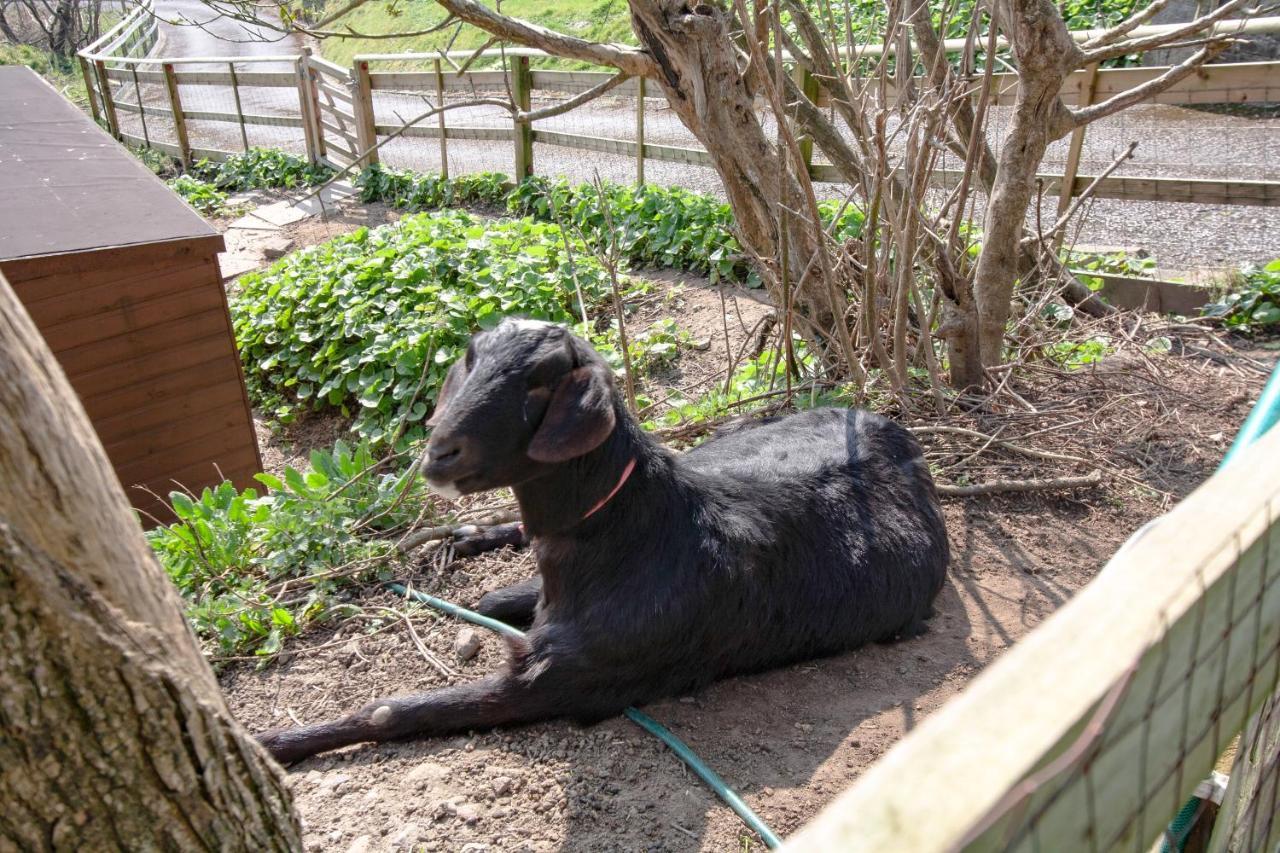 Appartamento Bronllys Farm Coastal Self-Catering Llanelli Esterno foto