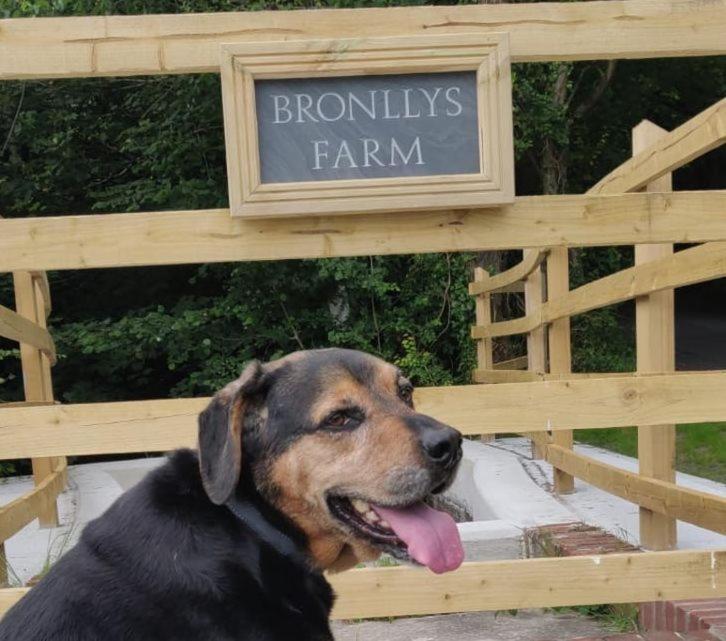 Appartamento Bronllys Farm Coastal Self-Catering Llanelli Esterno foto